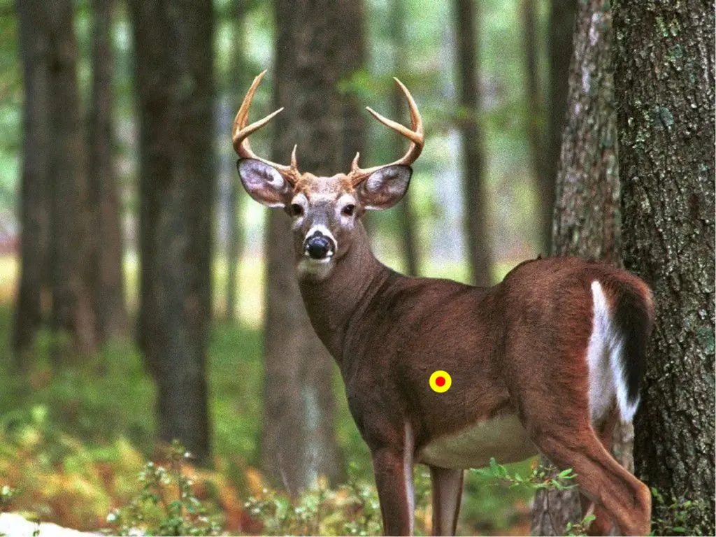 quartering away whitetail shot placement