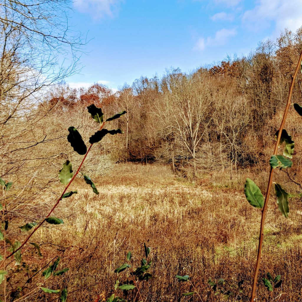 Field Landscape