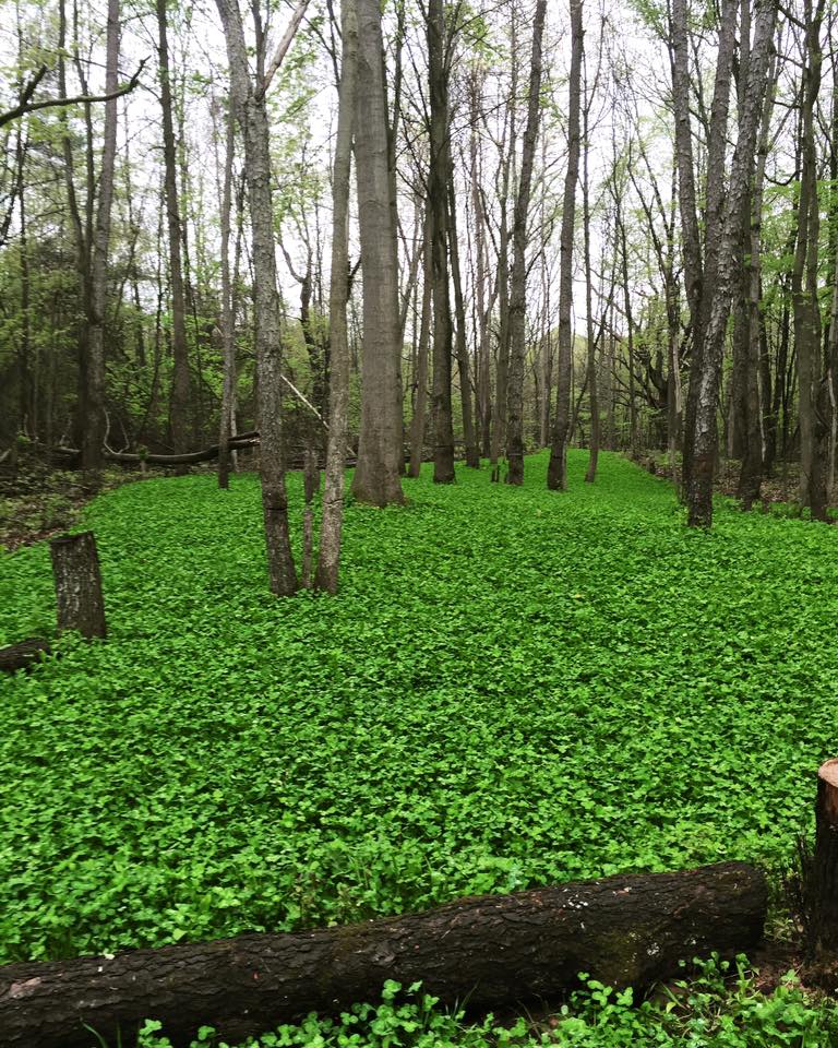 Micro Food Plots