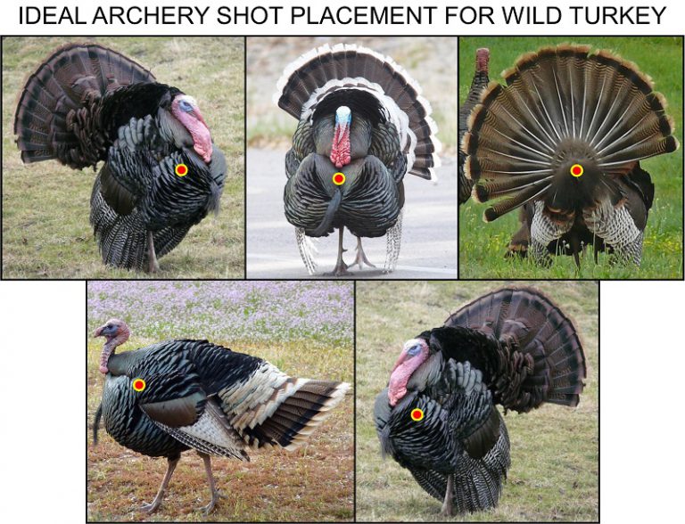 The Best Crossbow Broadhead for Turkey Hunting TenPoint