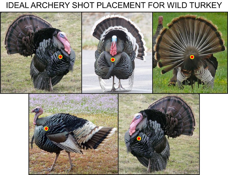 Shot Placement Is Vital When Crossbow Hunting For Turkeys