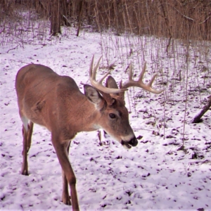 Whitetail Deer in Winter