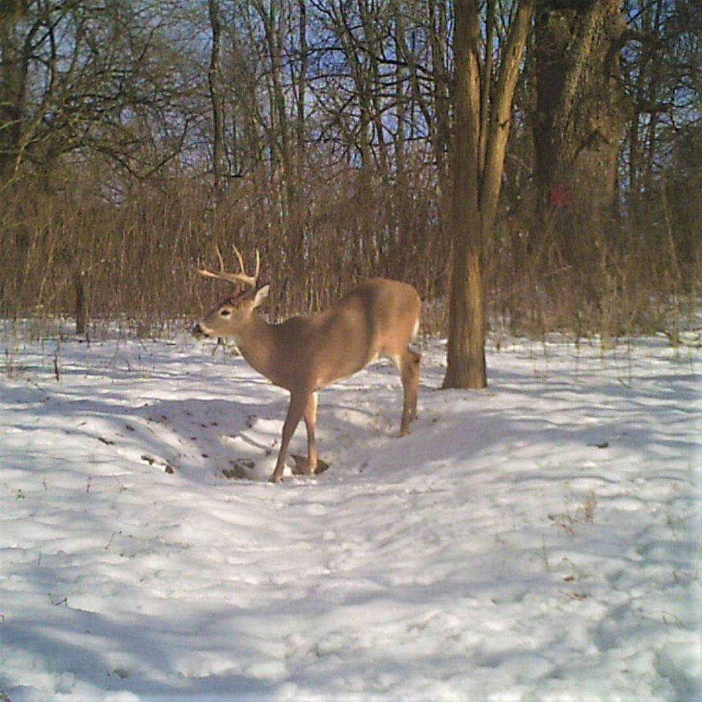 Whitetail Deer Winter