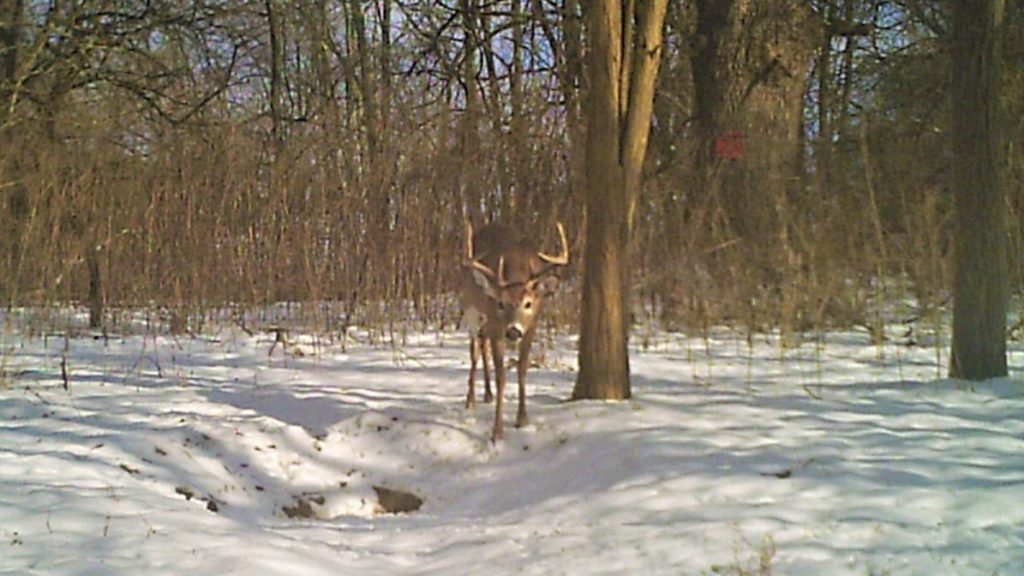 Whitetail Deer Winter