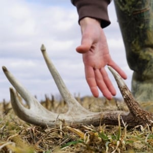 Shed Antler Lying On Ground
