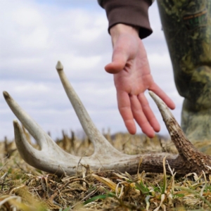 Shed Antler Lying On Ground