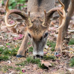 Whitetail Buck Feeding On Corn