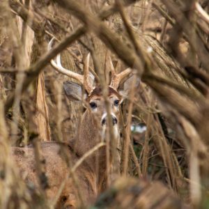 Whitetail Buck Hiding In Brush