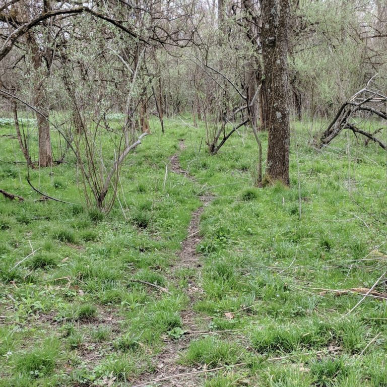 Early Season Deer Trail