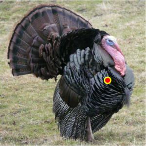 Turkey Quartering