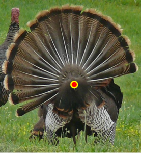 Turkey Facing Away