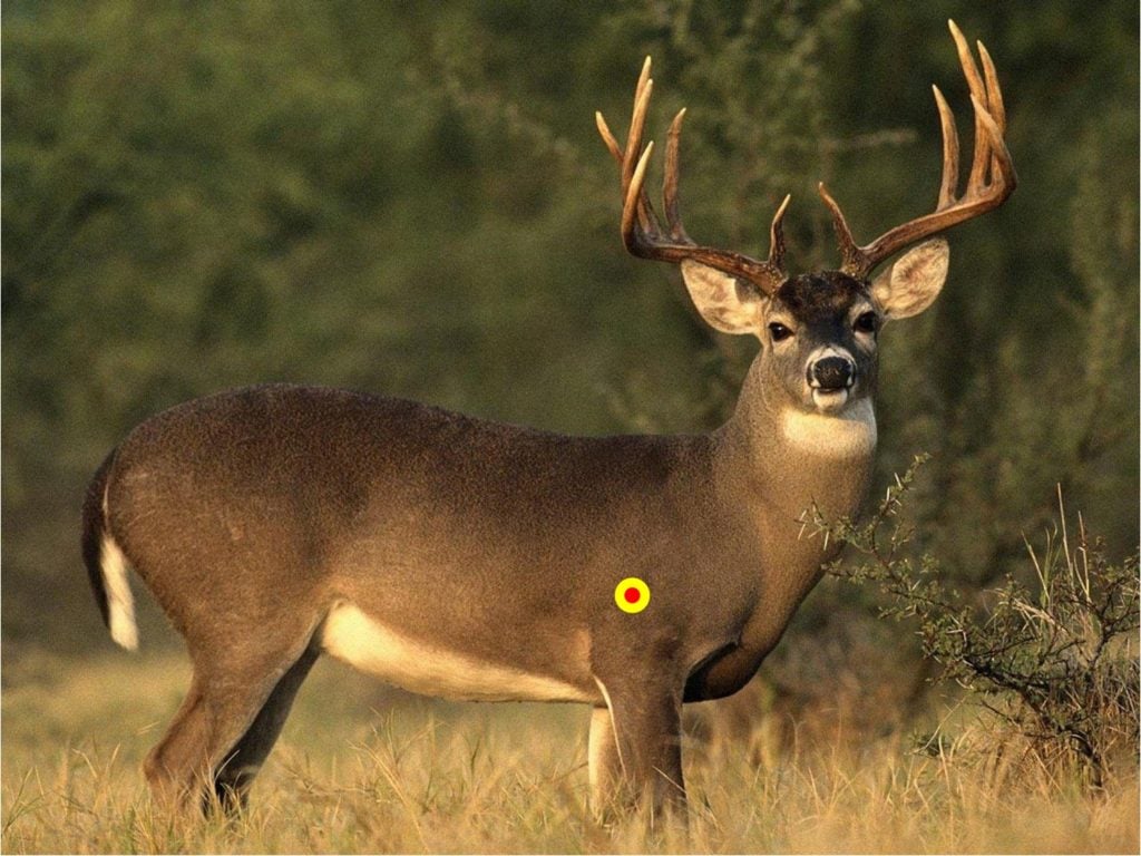 broadside whitetail shot placement