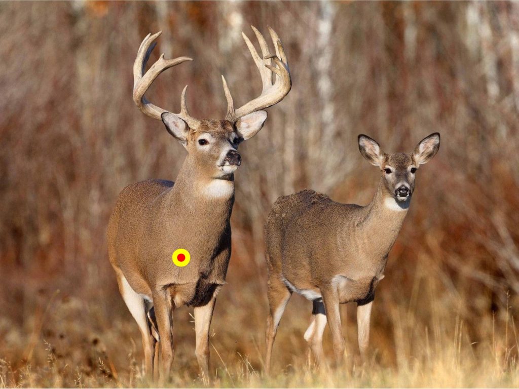 quartering toward whitetail shot placement