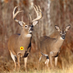 quartering toward whitetail shot placement