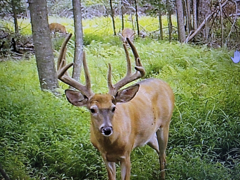 Early Season Trail Cam