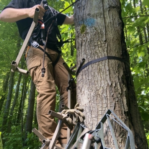 Hanging Treestands